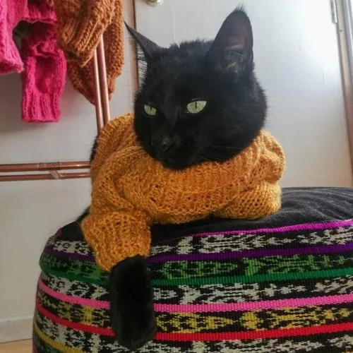 Ropa tejida para mascotas